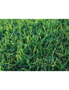 ΣΠΟΡΟΣ ΚΙΚΟΥΓΙΟΥ 1000GR | PENNISETUM CLANDESTINUM (KIKUYU GRASS) 2